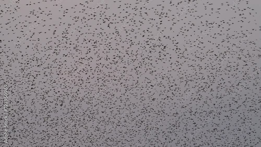 Starling birds murmuration in a clear sky during a calm sunset at the end of the day. Huge groups of starlings (Sturnidae) in the sky that move in shape-shifting clouds before the night. Starling birds murmuration in a clear sky during a calm sunset at the end of the day. Huge groups of starlings (Sturnidae) in the sky that move in shape-shifting clouds before the night.