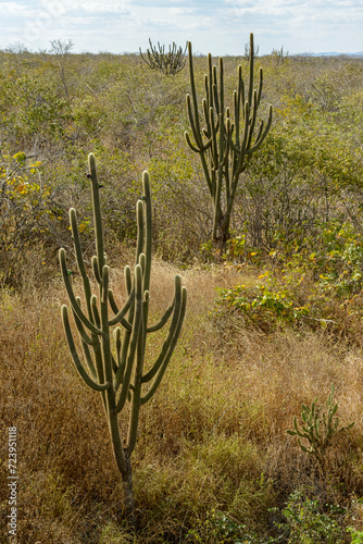 Brazilian biome Caatinga, typical vegetation with xique-xique cactus in the State of Paraíba, Brazil.