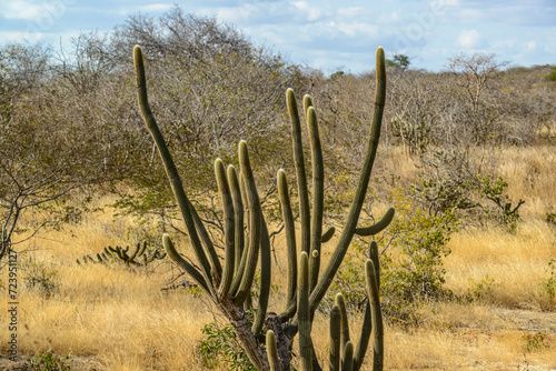 Brazilian biome Caatinga, typical vegetation with xique-xique cactus in the State of Paraíba, Brazil.