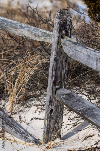 An old wooden fence for enclosing walking paths in a park, Barnegat Bay, Island Beach State Park, NJ