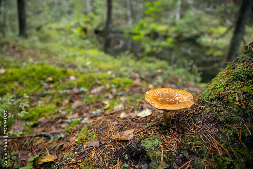 Fototapeta premium Mushroom in the autumn forest. close-up, selective focus. Chanterelle mushroom grows in wood. Orange golden mushrooms food in nature. Boletus growing in wild wood
