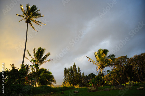 palm tree and cloud in hawaii © 知之 丸山