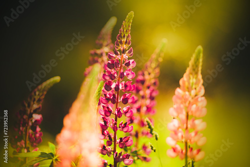 Beautiful pink lupine flowers bloom in a sunny meadow in the summer. Warm summer and flora.