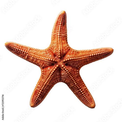 Starfish or sea star isolated on transparent or white background