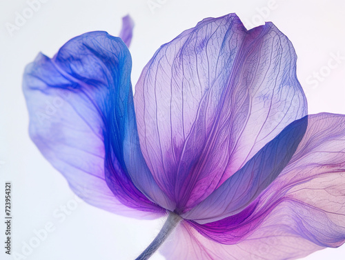 Background with blue and purple flower petals, macro detail