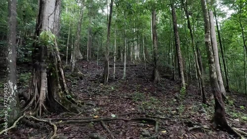 Tree in the forest in New Guinea Indonesia's forest