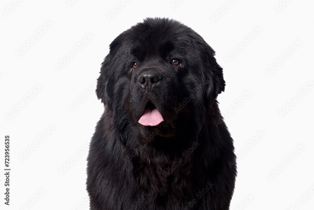 Close-up of Newfoundland puppy panting,1year old, white background Close-up of Newfoundland puppy panting,1year old, white background