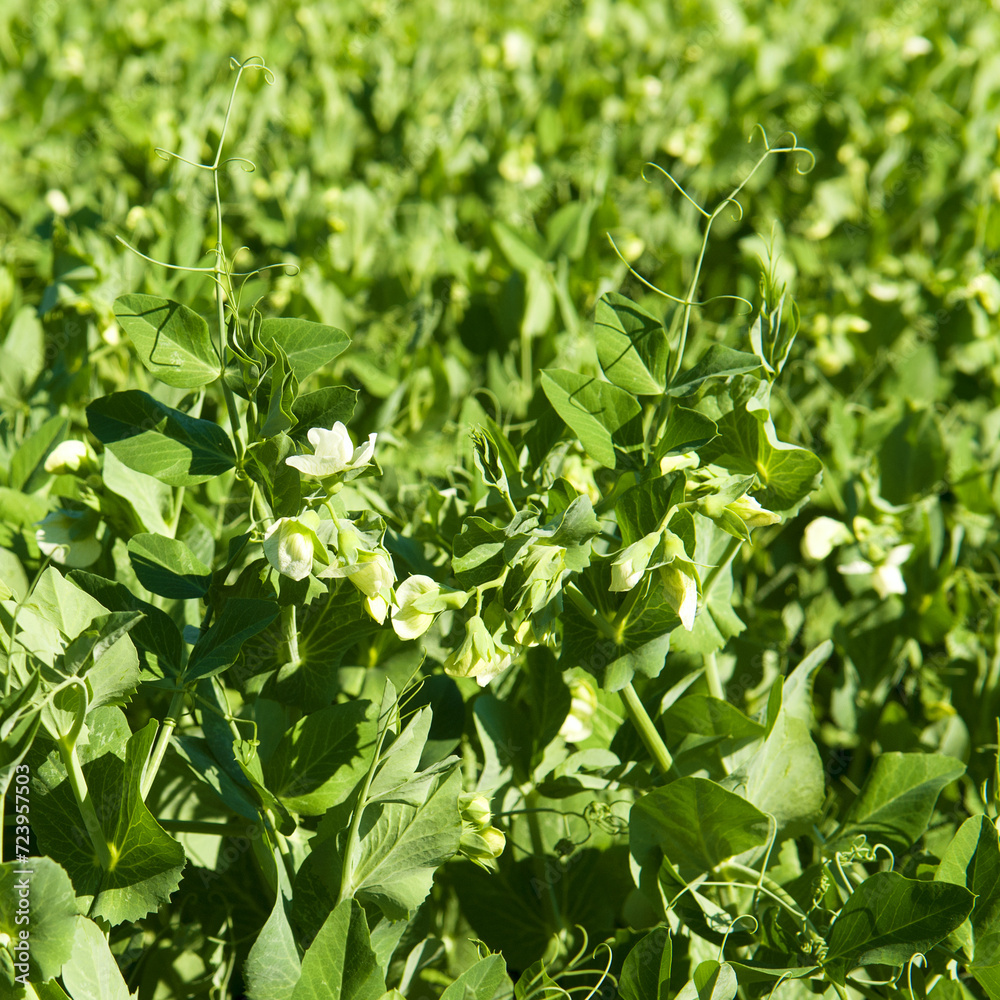 Green field with flowering peas. Bright background. Green field with flowering peas. Bright background.