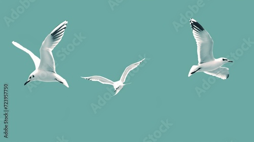 Illustration of three white seagulls in different flying positions against a bright blue background.