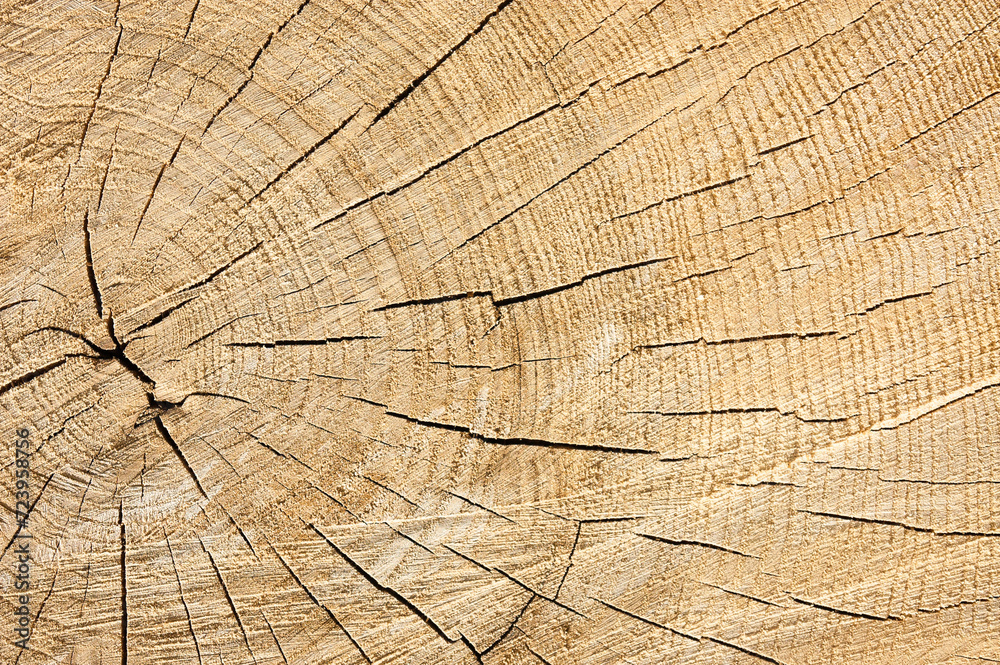 Fototapeta premium round timber, in the photo wooden logs stacked in stacks close-up