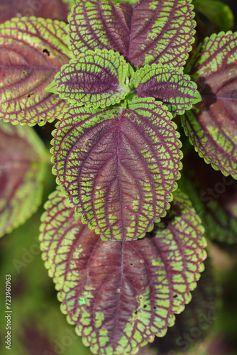 Close up coleus plant leaves are green and purple
