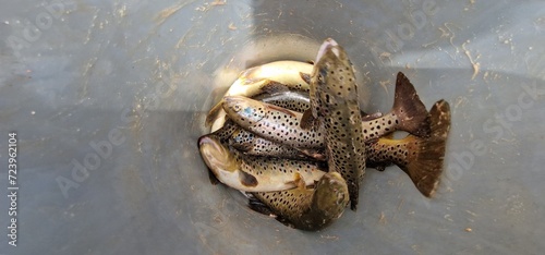 Sevan trout Salmo ischchan is an endemic fish species of Lake Sevan in Armenia  known as ishkhan in Armenian. It is a salmonid fish related to the brown trout.