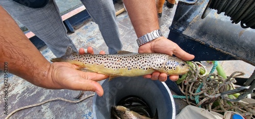 Sevan trout Salmo ischchan is an endemic fish species of Lake Sevan in Armenia, known as ishkhan in Armenian. It is a salmonid fish related to the brown trout. photo