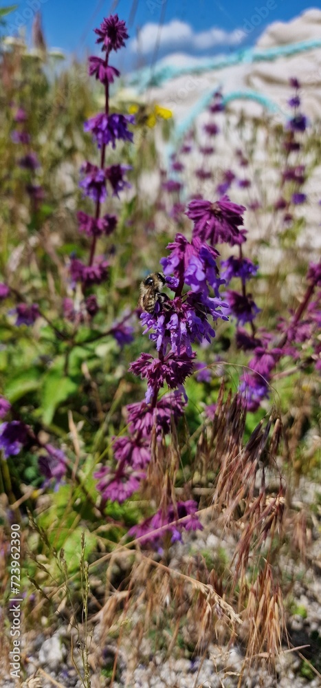 Obraz premium Salvia verticillata, the lilac sage or whorled clary, is a herbaceous perennial native to a wide area ranging from central Europe to western Asia, and naturalized in northern Europe and North America.
