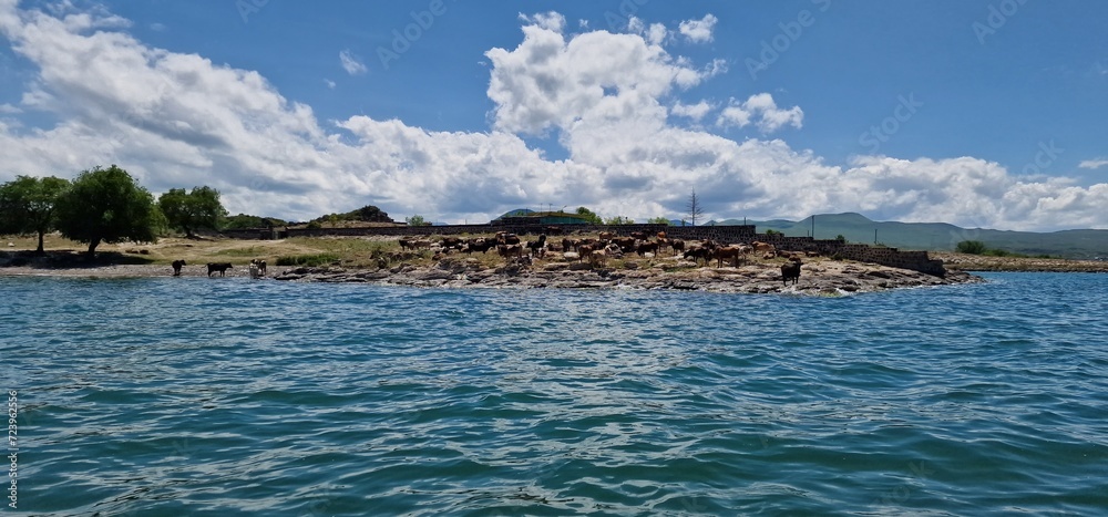 herd of cows on the bank of lake Sevan, Armenia
