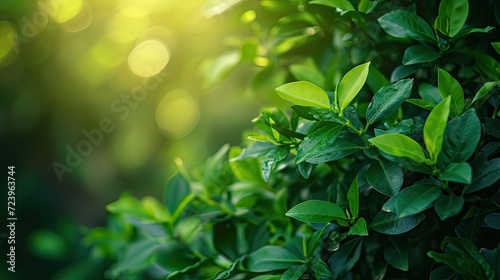 Nature of green leaf in garden at summer. Natural green leaves plants using as spring background cover page greenery environment ecology wallpaper  