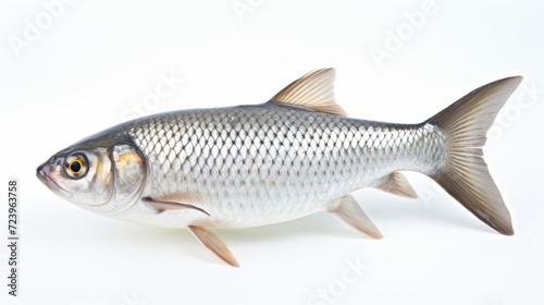 A Silver Carp on a white background