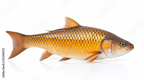 Fish - A Common carp on a white background