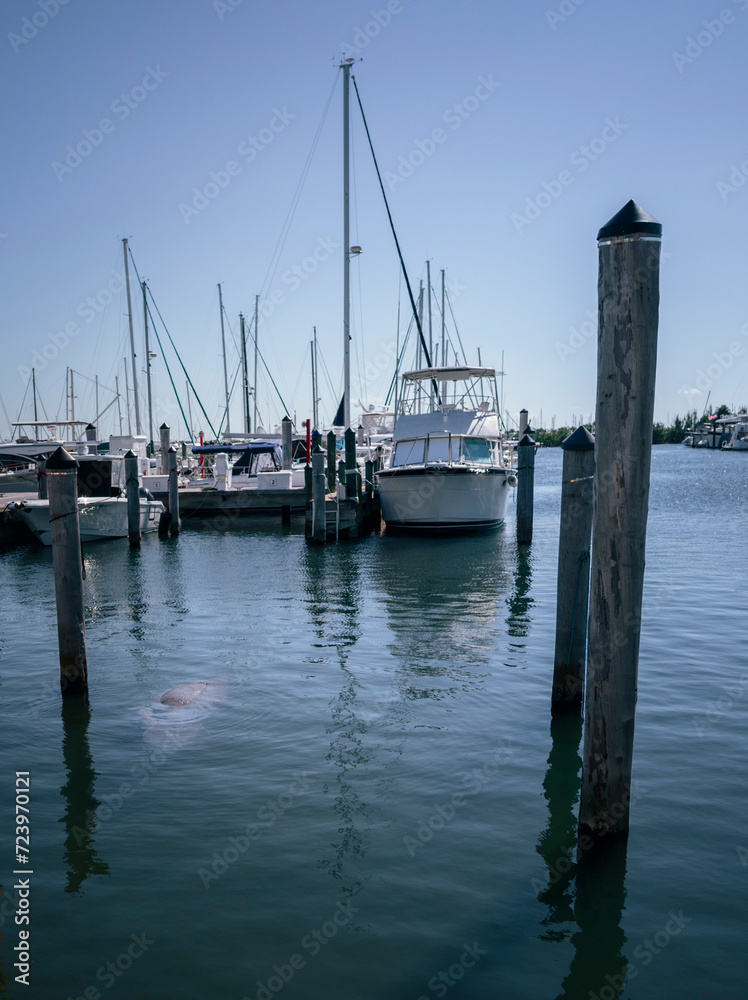 boats in the port coconut grove sea cow boats in the port coconut grove sea cow