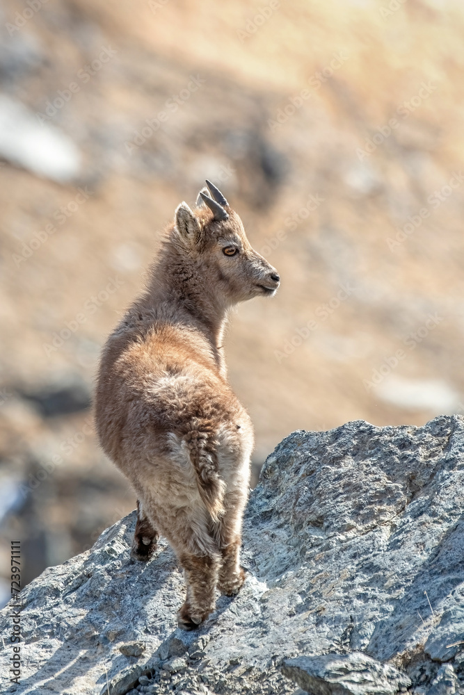 Beautiful baby Alpine ibex (Capra ibex) standing at the edge of a cliff while looking back straight into the camera on a sunny day in the Italian Alps, Piedmont.