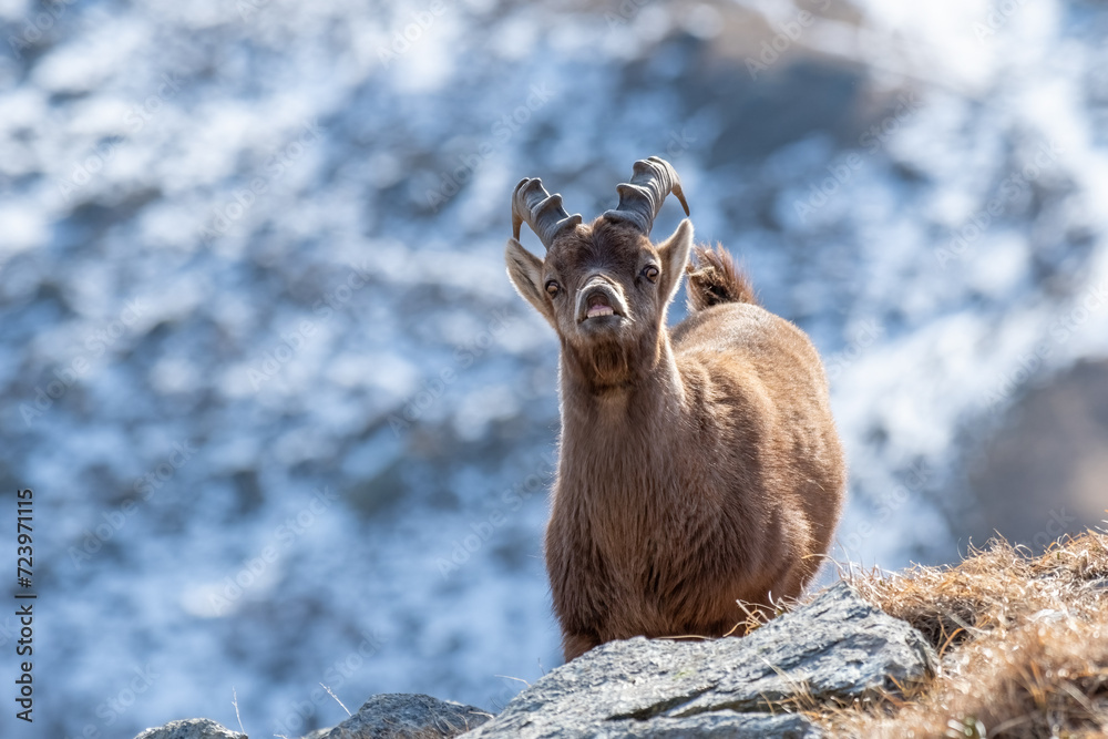 Alpine ibex (Capra ibex) young male exhibiting the flehmen response by wrinkling his nose and lifting his lips during the rut in winter in the Alps