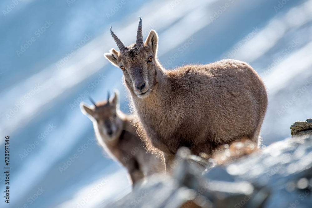 Mother and cub alpine ibex (Capra ibex) standing on rocks in winter season, Alps Mountains. Italy