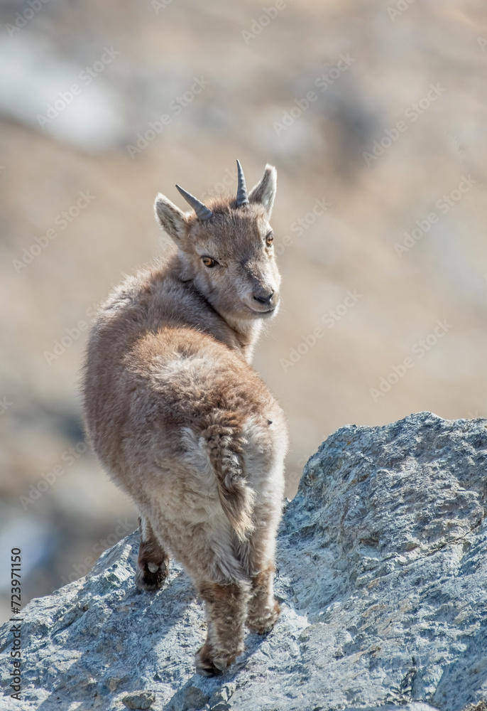Beautiful baby Alpine ibex (Capra ibex) standing at the edge of a cliff while looking back straight into the camera on a sunny day in the Italian Alps, Piedmont.
