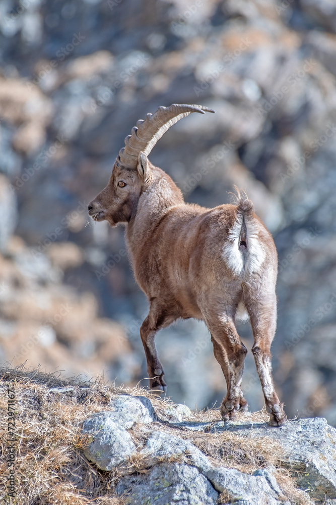 Alpine ibex or wild goat (Capra ibex) standing at the edge of a cliff on rocky background, male large ibex in natural habitat, Italian alps, winter, vertical.