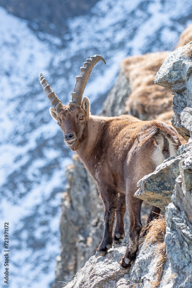 Male alpine ibex (Caprex) facing an incredibly steep cliff against snowy slopes background, Alps, Italy. Wild mountain goat in its habitat.