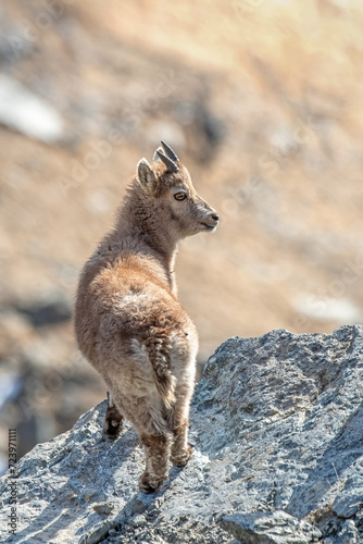 Obraz na płótnie Beautiful baby Alpine ibex (Capra ibex) standing at the edge of a cliff while looking back straight into the camera on a sunny day in the Italian Alps, Piedmont. w salonie