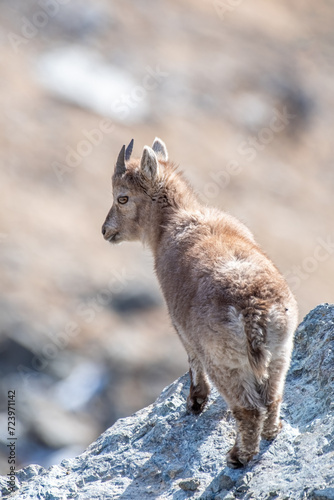 Beautiful baby Alpine ibex (Capra ibex) standing at the edge of a cliff while looking back straight into the camera on a sunny day in the Italian Alps, Piedmont.