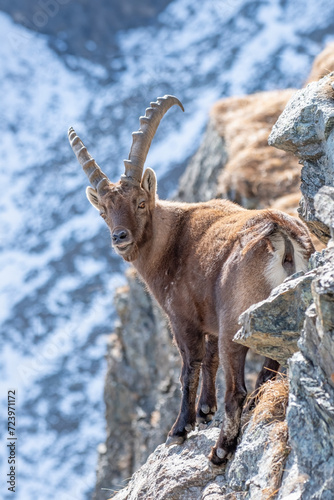 Obraz na płótnie Male alpine ibex (Caprex) facing an incredibly steep cliff against snowy slopes background, Alps, Italy. Wild mountain goat in its habitat. w salonie