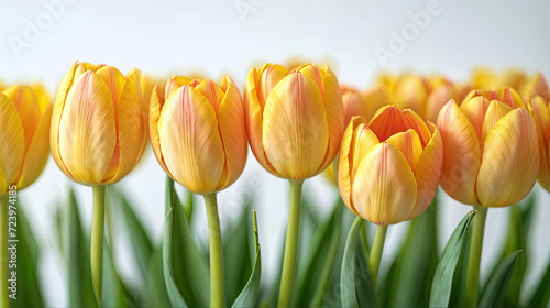 Flores amarillas de tulipan sobre fondo blanco #723974185