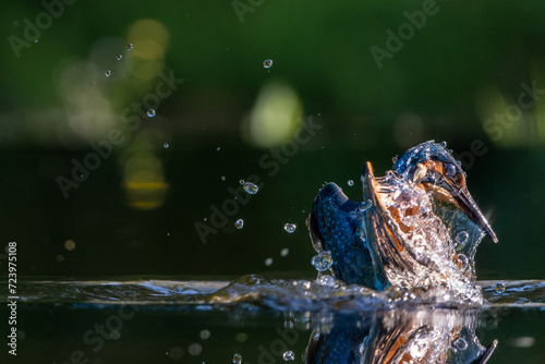 Common Kingfisher  Alcedo atthis  diving and fishing in the forest in the Netherlands