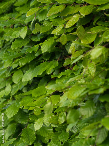Green leaves on a bush