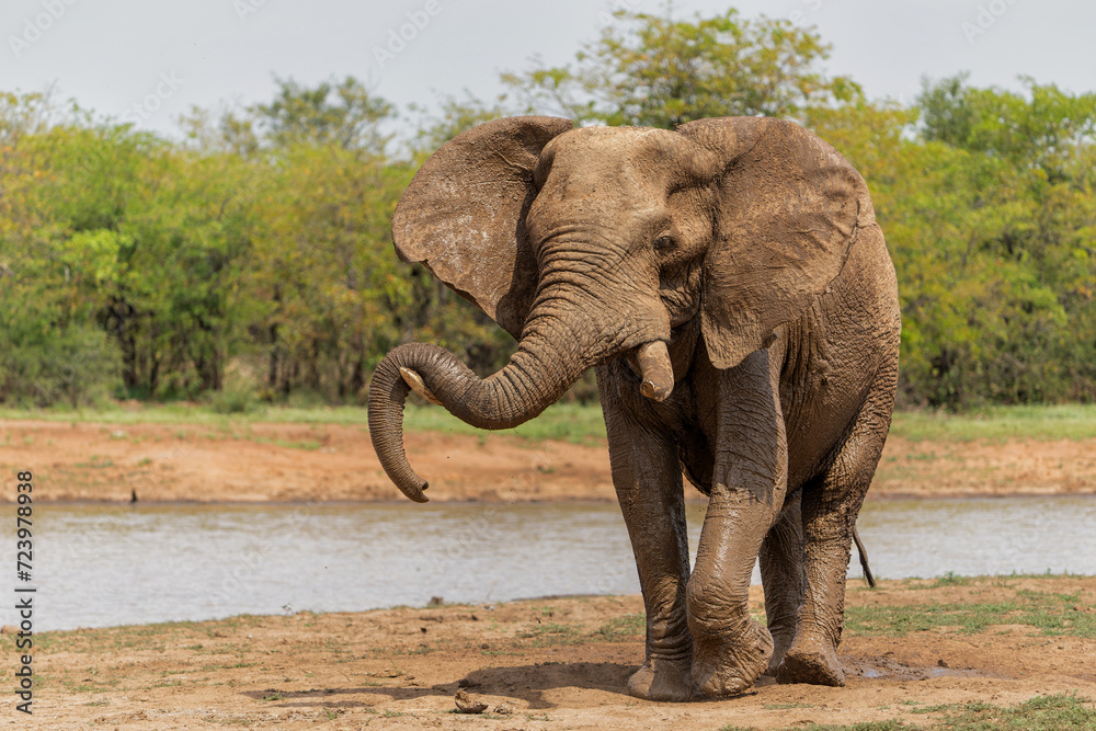 Fototapeta premium Elephant bull walking and searching for food and water in the Kruger National Park in South Africa