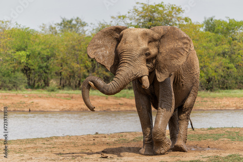 Elephant bull walking and searching for food and water in the Kruger National Park in South Africa © henk bogaard