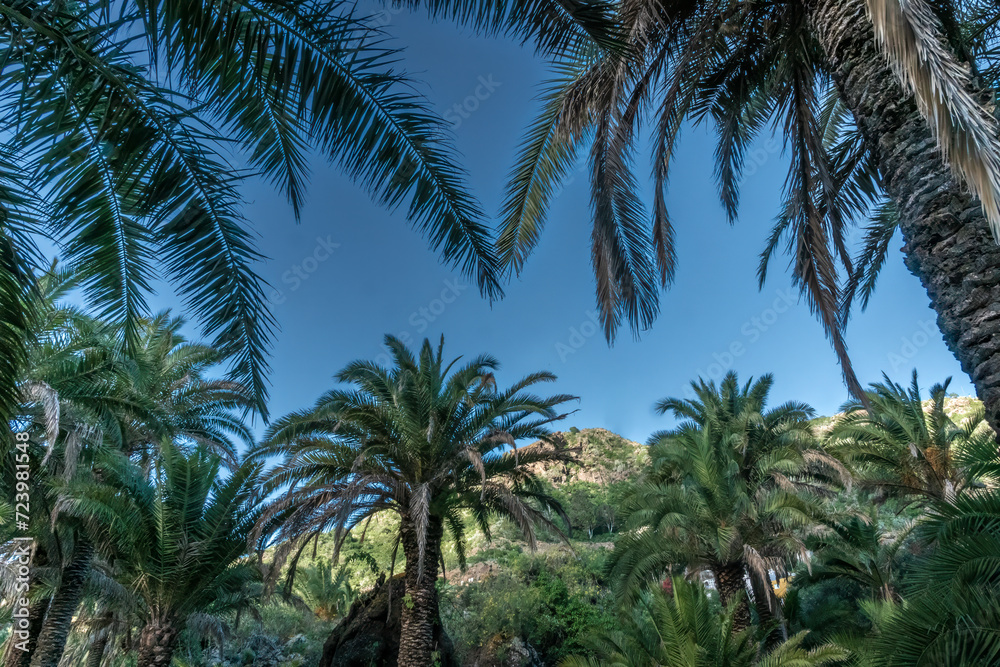 Dense palm tree forests in a public Park in Las Palmas, Gran Canaria, Canary Islands, Spain