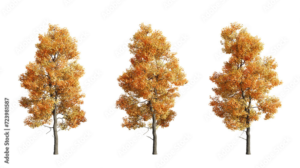 set of Acer buergerianum trees, cutouts, 3D rendering with transparent background, autumn season, perfect for illustration, composition, architecture visualization