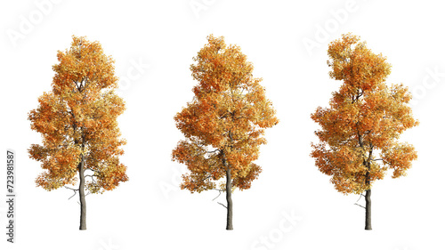 set of Acer buergerianum trees  cutouts  3D rendering with transparent background  autumn season  perfect for illustration  composition  architecture visualization