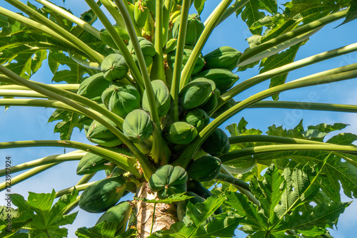 Beautiful papaya tree loaded with fruit, Praia, Santiago Island, Cape Verde (Cabo Verde)