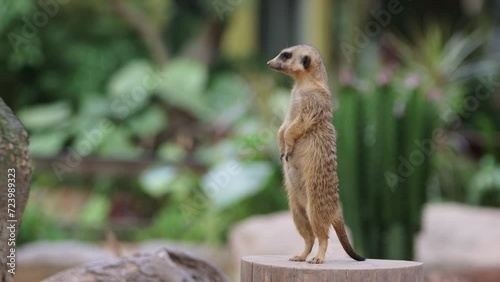 meerkat standing on a fence photo