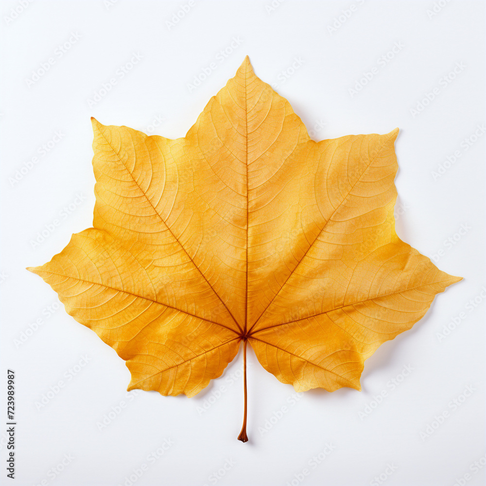 leaf, isolated, yellow autumn leaf on the white background leaf, isolated, yellow autumn leaf on the white background