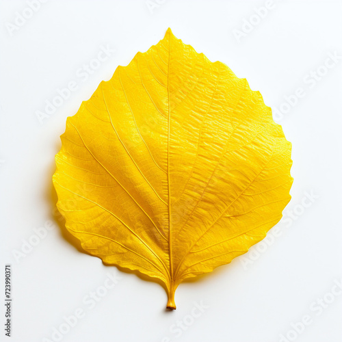 leaf  isolated  yellow autumn leaf on the white background