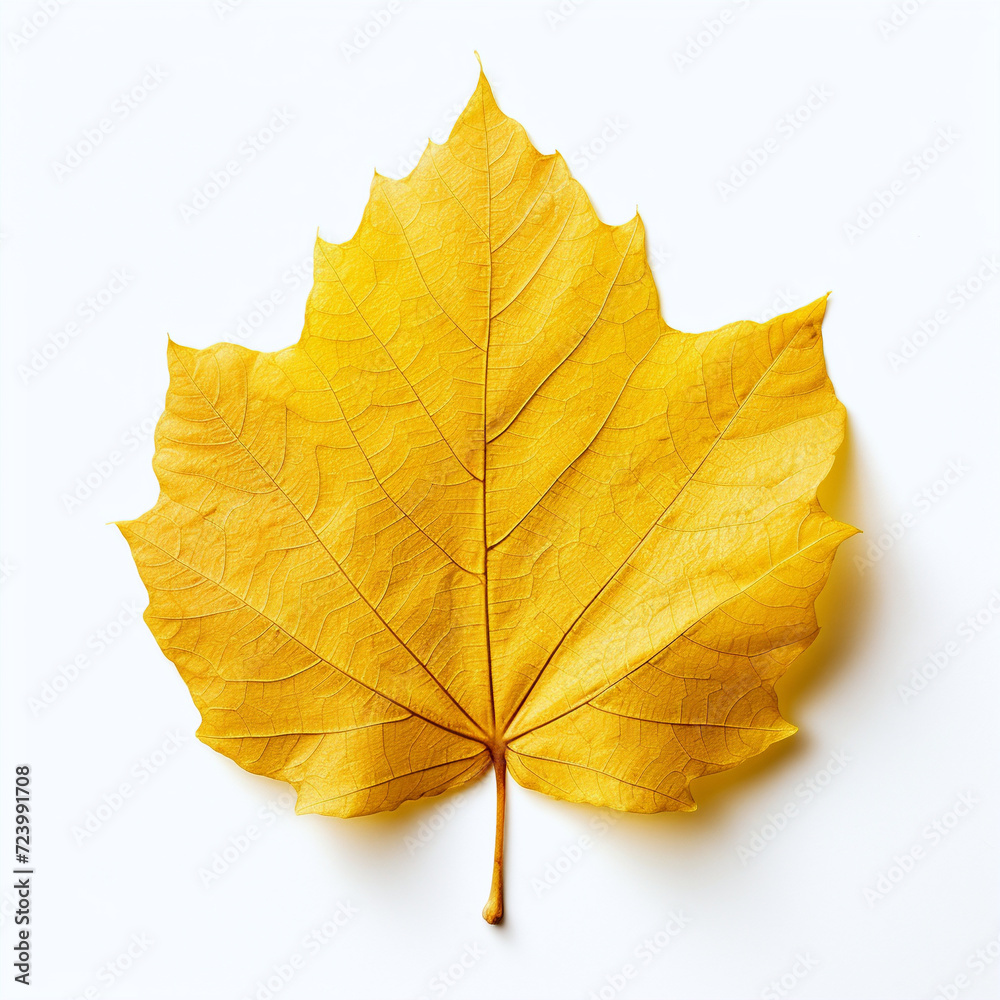 Fototapeta premium yellow autumn leaf on the white background