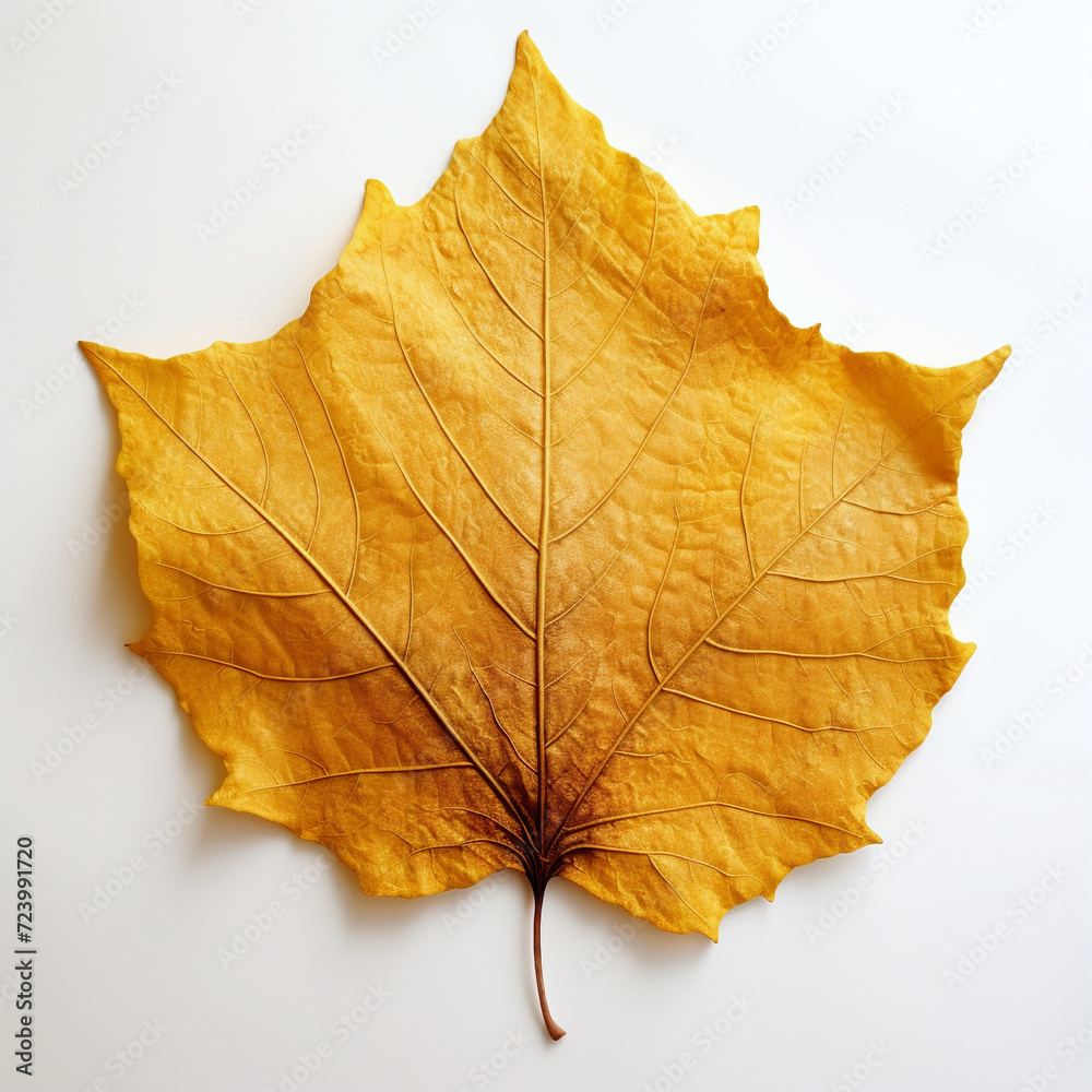 yellow autumn leaf on the white background yellow autumn leaf on the white background
