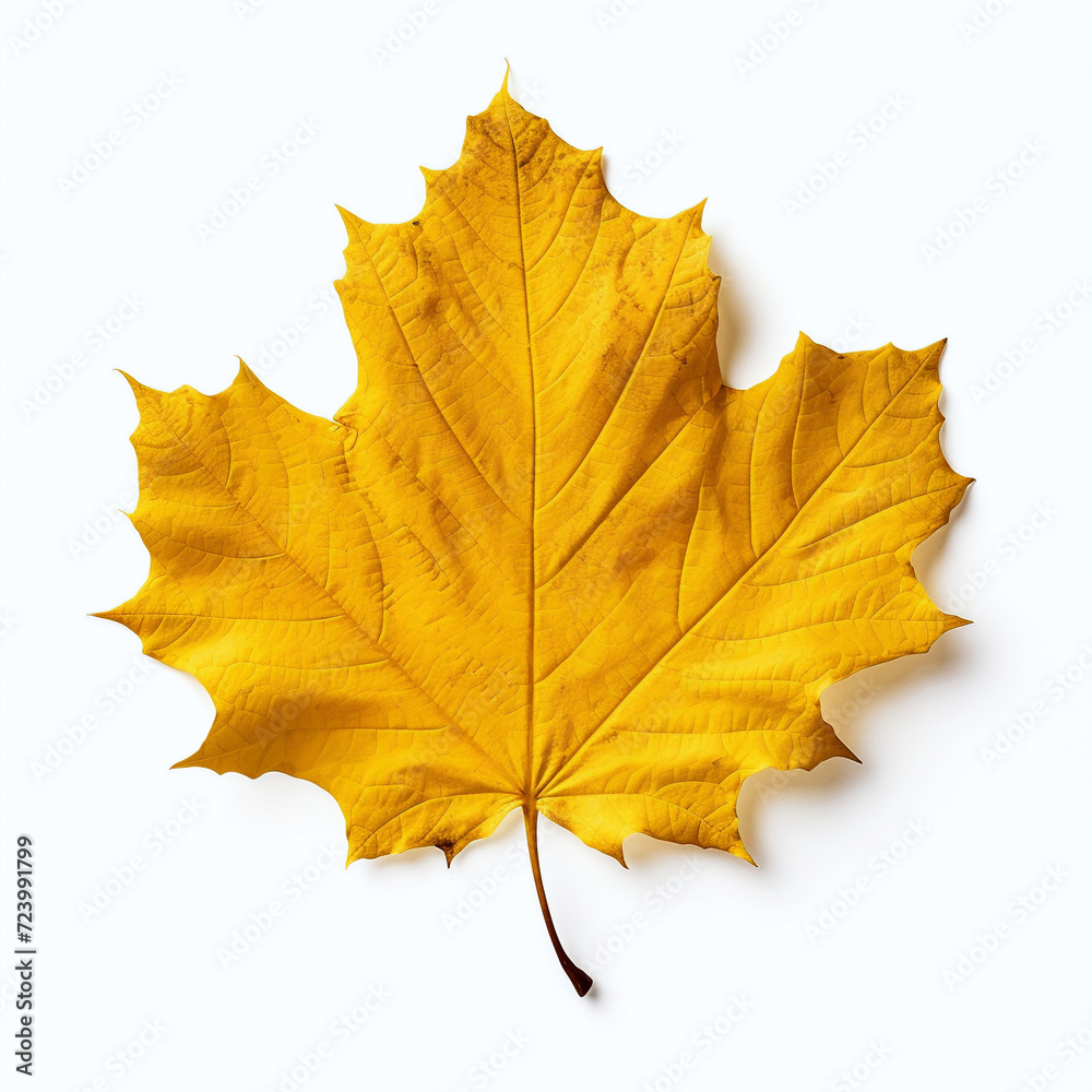 yellow autumn leaf on the white background yellow autumn leaf on the white background