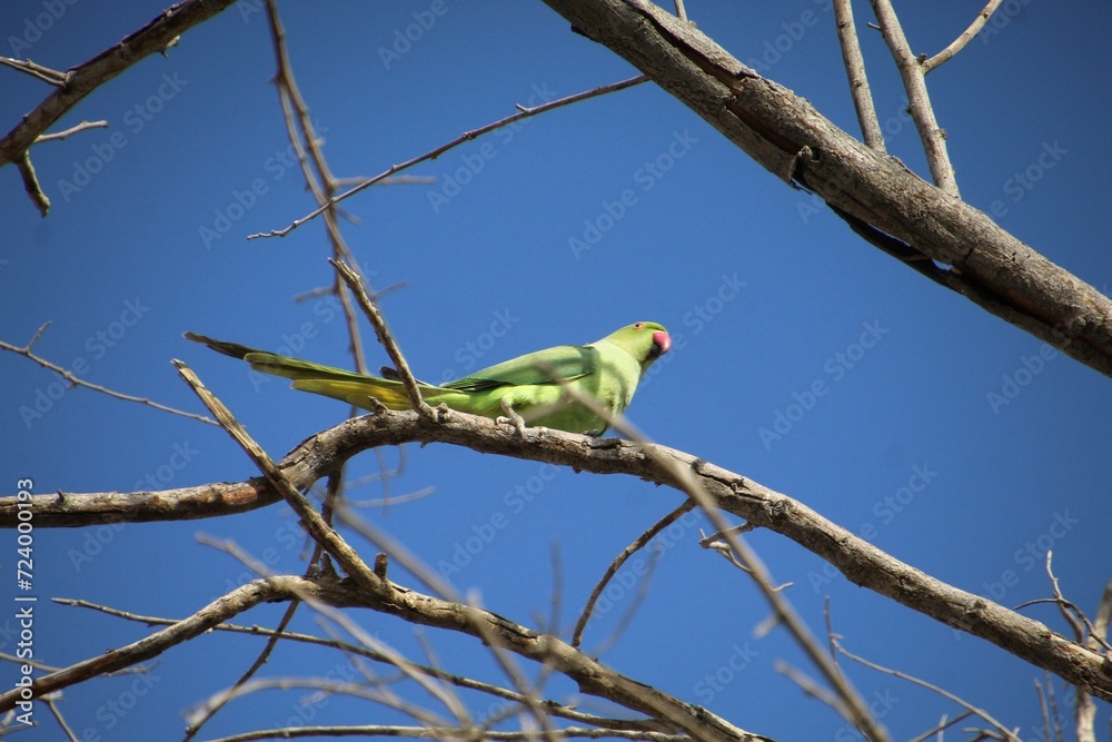 ave periquito de colar - Psittacula krameri ave periquito de colar - Psittacula krameri