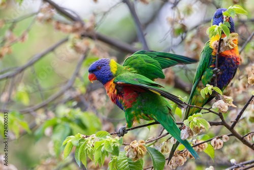 A pair of spectacularly coloured rainbow lorikeet parrots (trichoglossus moluccanus) perch in a tree in a park in a suburb of Melbourne, Australia.