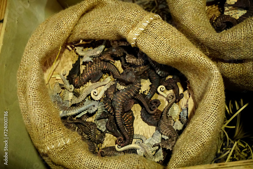 Dried seahorses in brown burlap sack, Dried longsnout seahorse (Hippocampus reidi) also known as slender seahorse,Chinese stews for health preservation, alternative medicine. photo